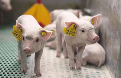 VIRUS CIRCO LOẠI 2 TRÊN HEO: TẦM QUAN TRỌNG CỦA KIỂU GEN PCV2d VÀ THÁCH THỨC BẢO HỘ CHÉO TỪ VẮC XIN DỊ CHỦNG