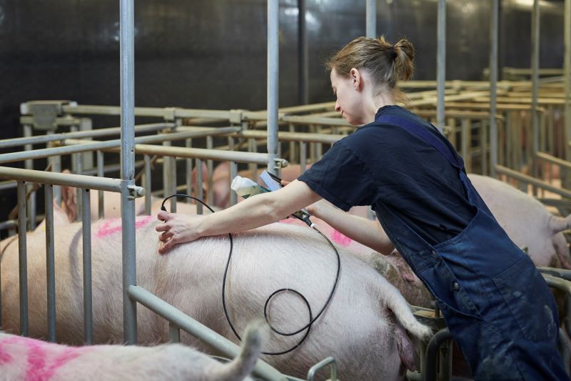 QUY TRÌNH TẦM SOÁT BỆNH DO VIRUS CIRCO LOẠI 2 (PCV2) TRÊN HEO – BƯỚC QUAN TRỌNG ĐẢM BẢO SỨC KHỎE ĐÀN VẬT NUÔI