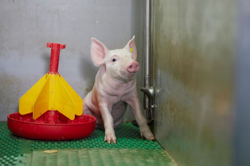 MỨC ĐỘ PHỔ BIẾN CỦA KIỂU GEN PCV2d TẠI VIỆT NAM