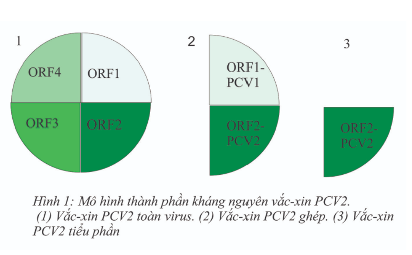 Mo hinh khang nguyen PCV2.png