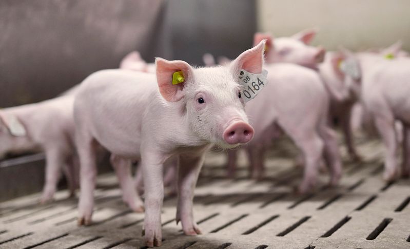 BỆNH LỞ MỒM LONG MÓNG TRÊN HEO