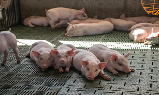 BỆNH DO E. COLI TRÊN HEO 