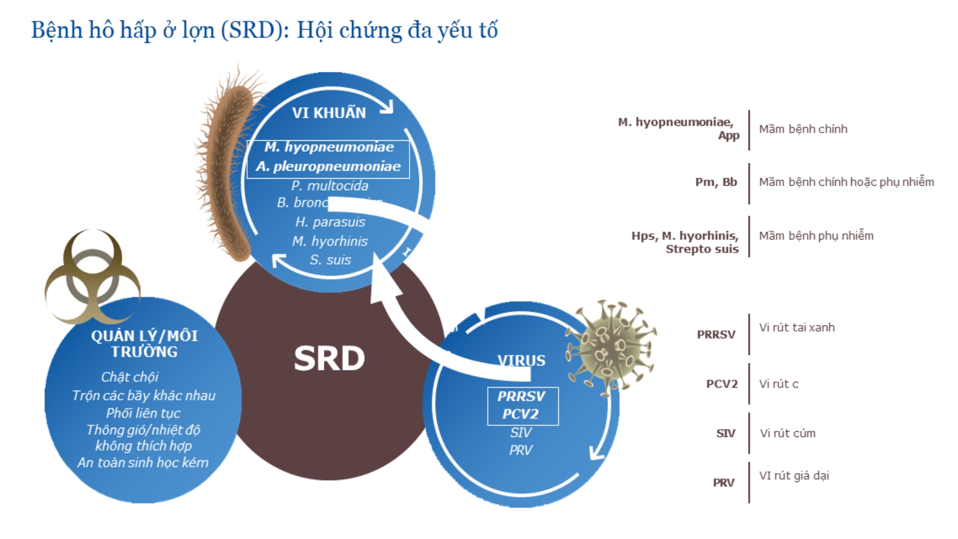 Benh Ho hap SRD.jpg
