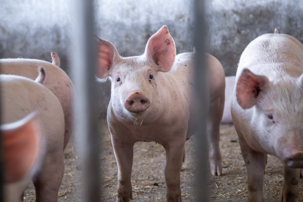 SỰ BẢO HỘ CHÉO KHÔNG HOÀN TOÀN CỦA VẮC XIN DỰA TRÊN PCV2a ĐỐI VỚI KIỂU GEN PCV2d