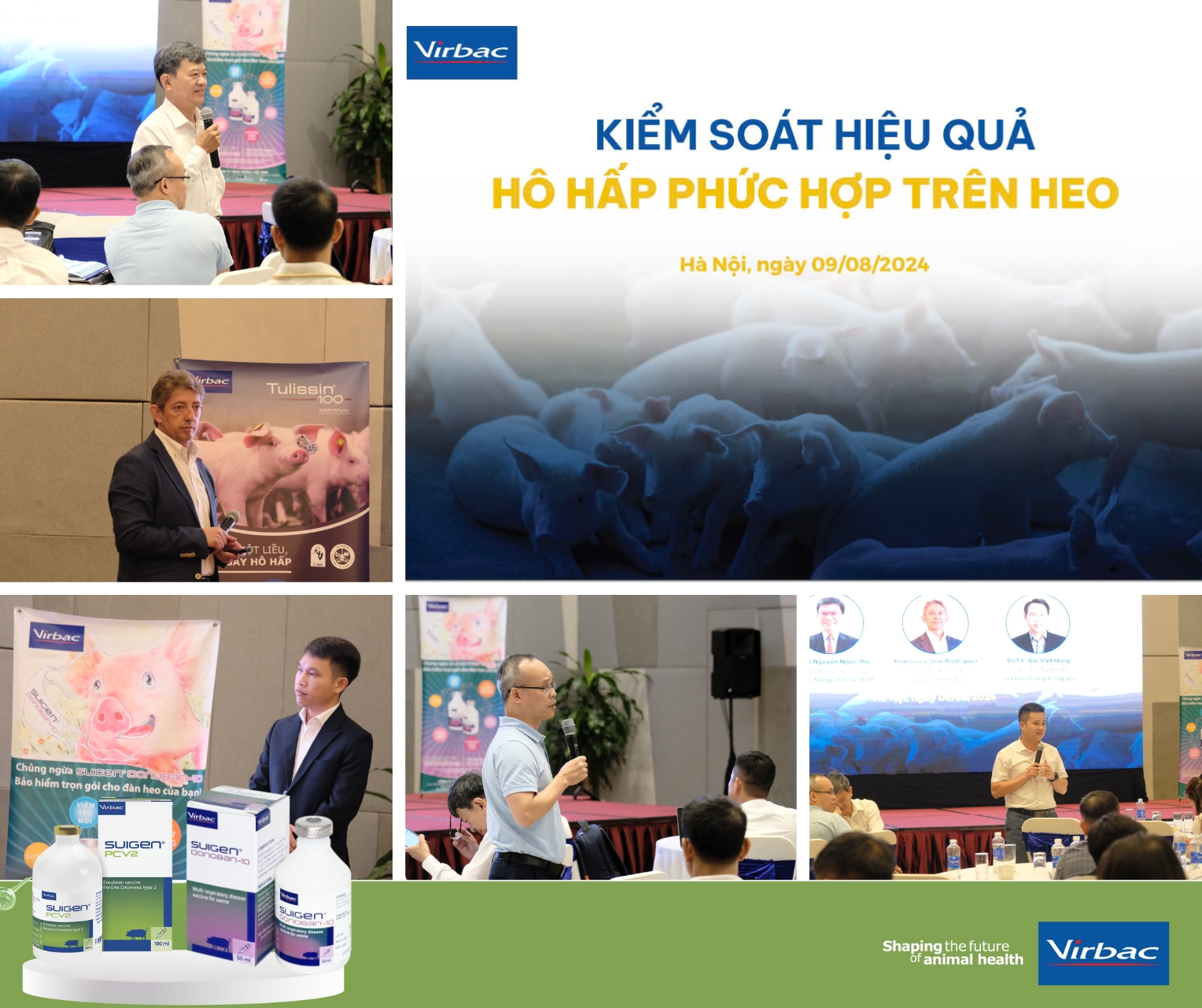 Hô hấp phức hợp trên heo (3).jpg