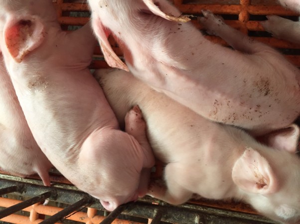 Heo thiếu máu.jpg