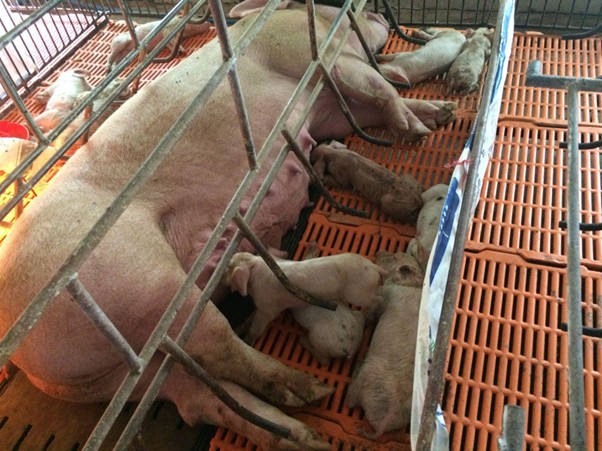 Lợn Nái kém sữa.jpg