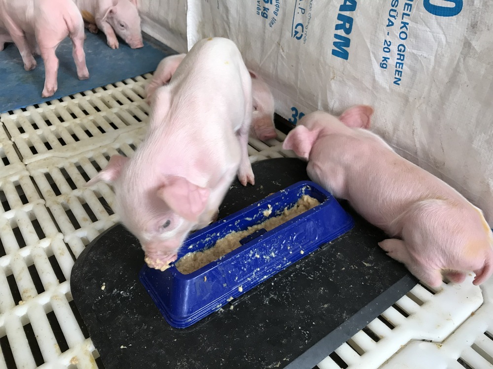 dinh dưỡng cho heo con.jpg