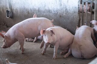 CHIẾN LƯỢC KIỂM SOÁT HIỆU QUẢ ACTINOBACILLUS PLEUROPNEUMONIAE (APP) VÀ PASTEURELLA MULTOCIDA (PM)