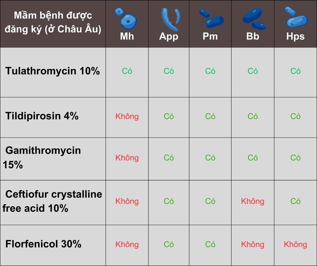 Bệnh hô hấp trên heo.jpg