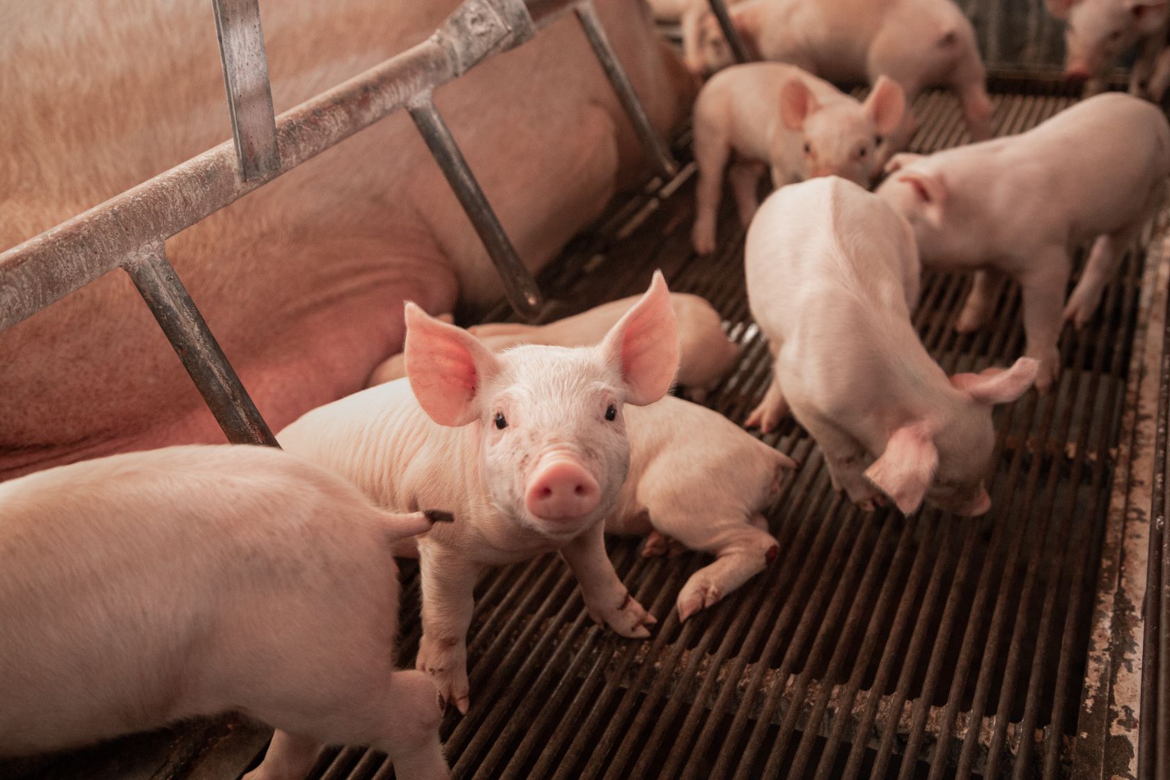 THIỆT HẠI DO BỆNH HÔ HẤP GÂY RA