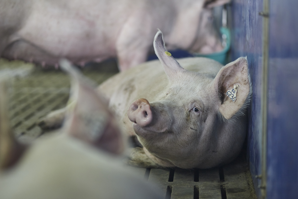 ƯU ĐIỂM NỔI TRỘI CỦA  KHÁNG SINH TULATHROMYCIN TRONG PHÒNG TRỊ BỆNH HÔ HẤP