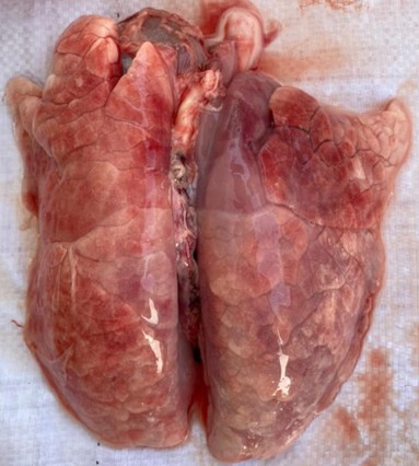 viem phoi phuc hop tren heo.jpg