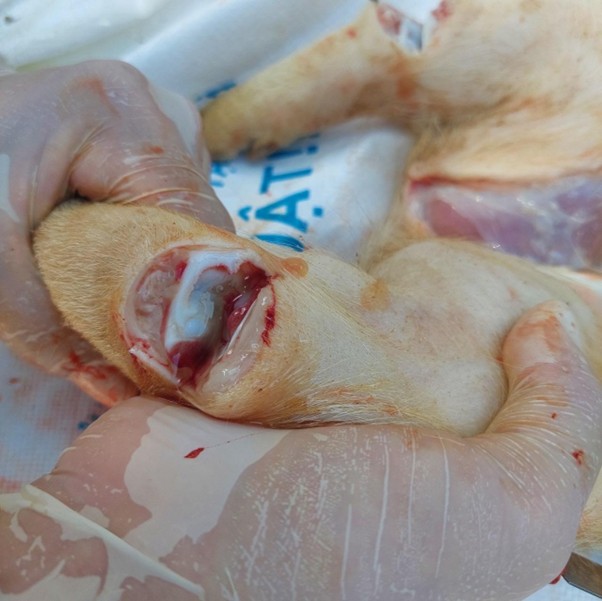 Viem khop tren heo.jpg