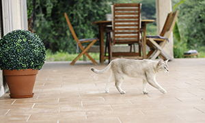 Bệnh ký sinh trùng lây truyền từ ngoại ký sinh