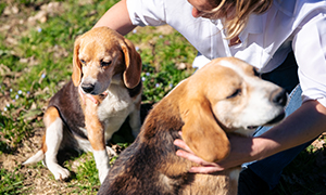 SÁN DÂY: HIỂM HỌA RÌNH RẬP CHO THÚ CƯNG TRONG NHÀ 