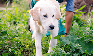 Viêm xương khớp trên chó