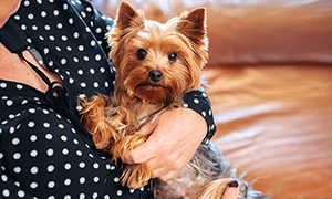 Vaccine cho cún cưng