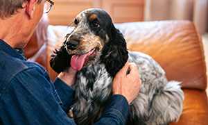 Tìm hiểu về tiêm phòng cho chó mèo