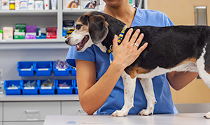 Bệnh parvo trên chó khiến chó đi ngoài ra máu nguy hiểm như thế nào?