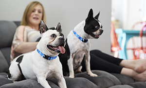 CHÓ NHIỄM GIUN SÁN: LÀM SAO ĐỂ TRÁNH KHỎI