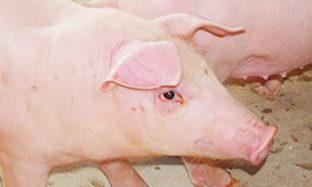 HỆ THỐNG QUẢN LÝ SẢN XUẤT THEO NHÓM