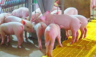 HỆ THỐNG QUẢN LÝ HEO NÁI ĐẺ THEO NHÓM