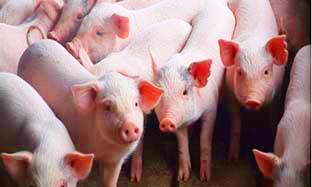 BIẾN THỂ CỦA VIRUS GÂY DỊCH TẢ HEO CHÂU PHI Ở TRUNG QUỐC