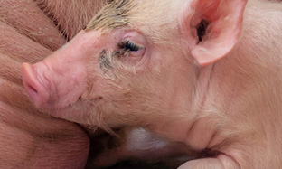 KIỂM SOÁT BỆNH LÝ HÔ HẤP TRÊN HEO SAU CAI SỮA