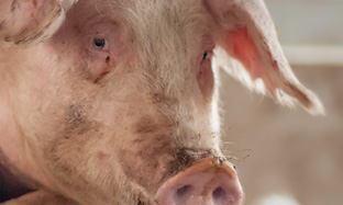 CÓ NÊN TIÊM PHÒNG VẮC XIN PCV2 CHO HEO NÁI