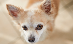 BỆNH GIUN TRÒN TRÊN CHÓ CON