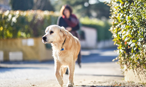 7 NGUYÊN TẮC VÀNG TRONG PHÒNG VÀ TRỊ VIÊM TAI TRÊN THÚ CƯNG 7 NGUYÊN TẮC VÀNG TRONG PHÒNG VÀ TRỊ VIÊM TAI TRÊN THÚ CƯNG