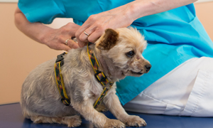 CÁC LOẠI BỆNH ĐƯỢC BẢO VỆ KHI TIÊM NGỪA VACCINE