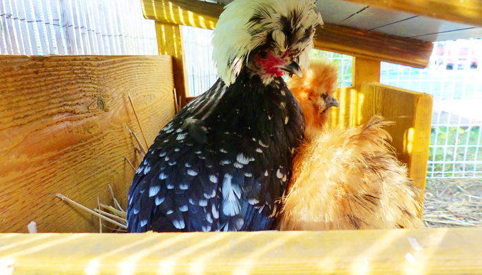 Bệnh sưng phù đầu (Coryza)