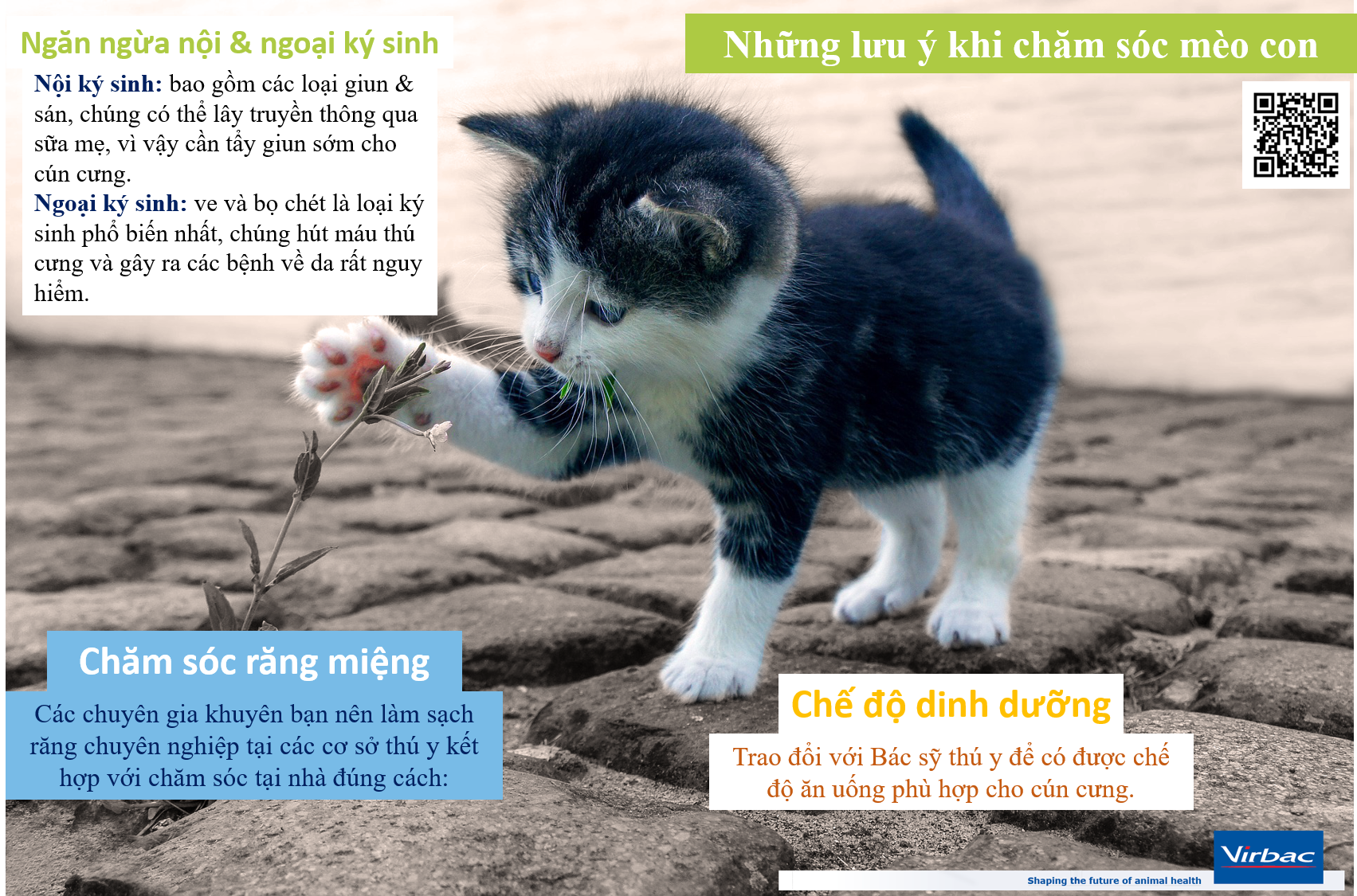 Chăm sóc mèo con.png