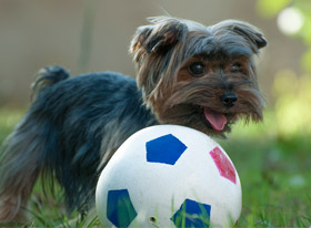 NGUY HIỂM TỪ BỆNH GIUN MÓC Ở CHÓ MÈO VÀ CÁCH PHÒNG NGỪA