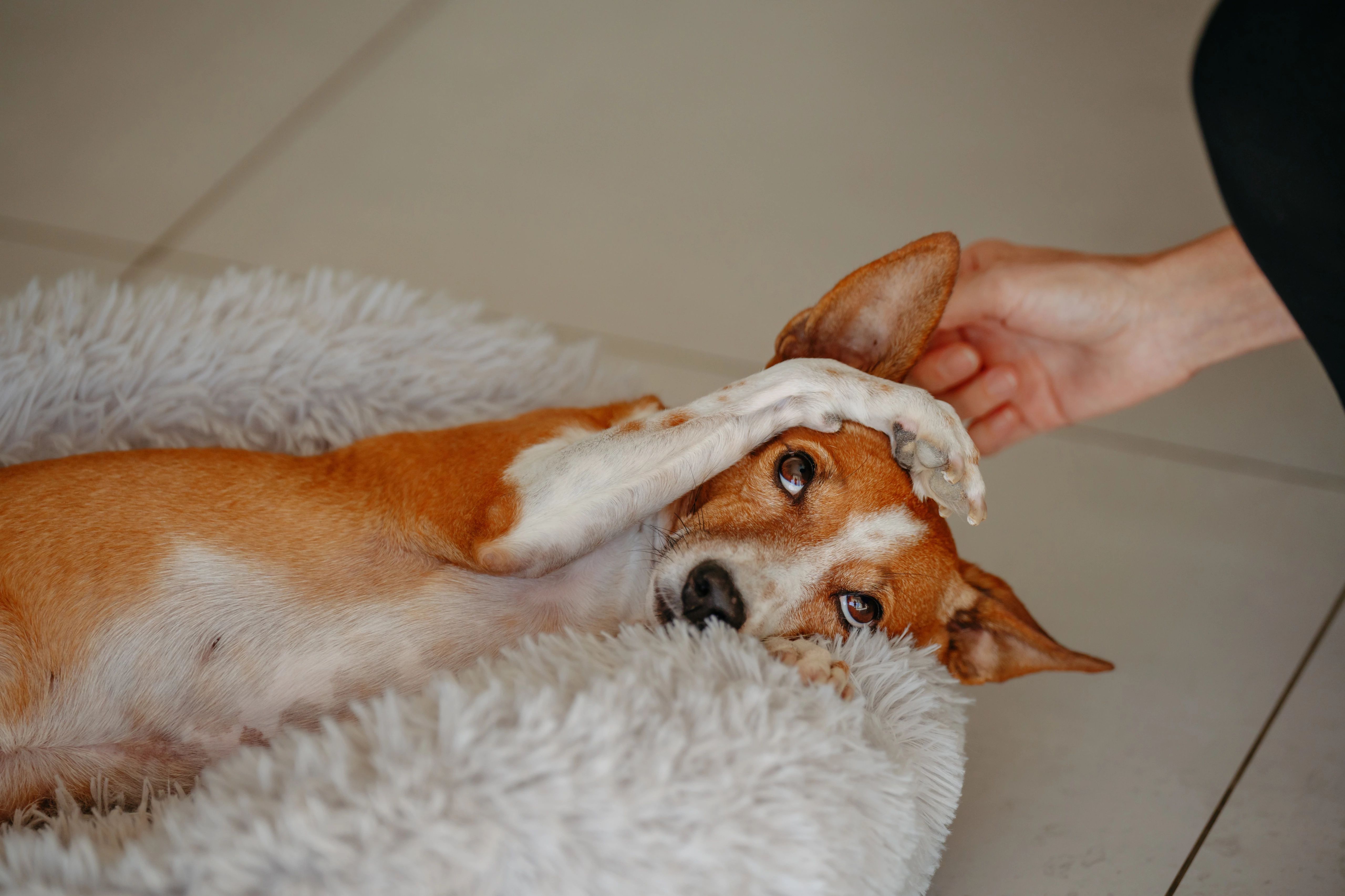 Bo chet tren cho.jpg