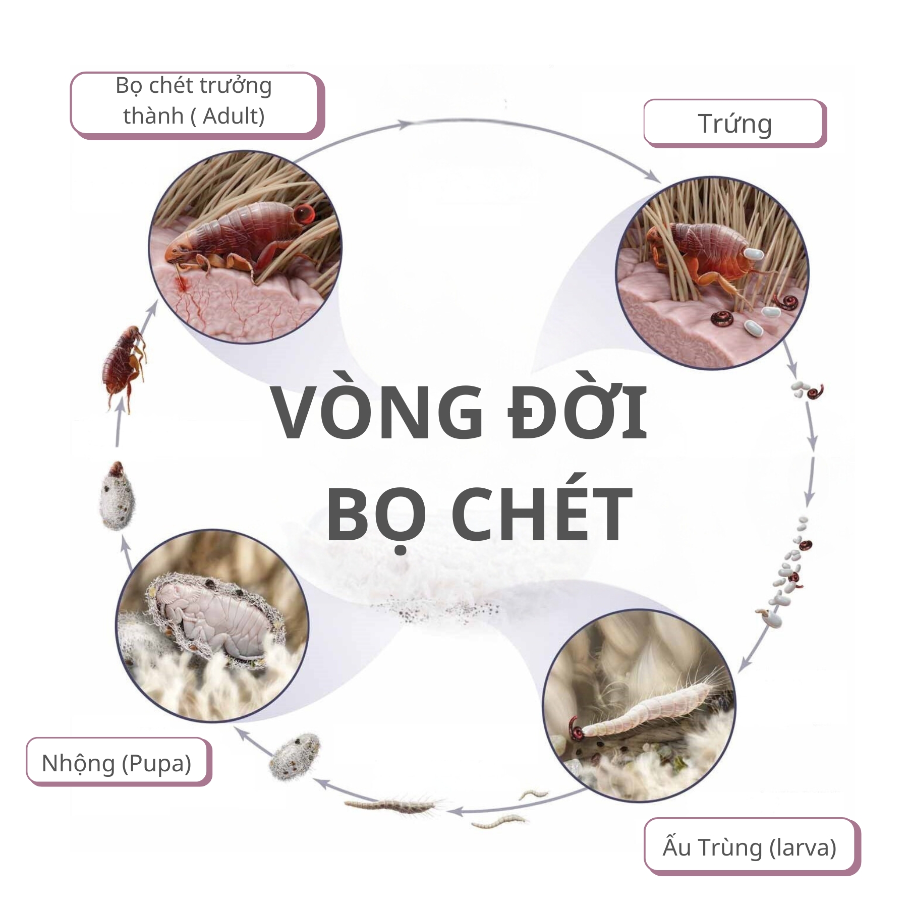 Mơ Thấy Bắt Bọ Chét Cho Chó - Giải Mã Ý Nghĩa Và Những Điều Bạn Cần Biết