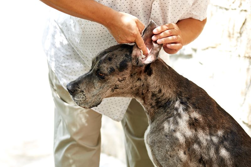 ve sinh tai cho 2.jpg